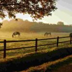 Se requiere pareja para mantenimiento de rancho