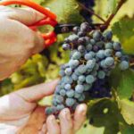 Se requiere personal para cosecha de frutas