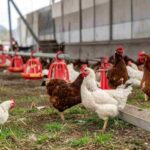 Granja avícola requiere chofer para traslado de pollos