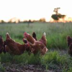 Granja de pollos requiere chofer con experiencia