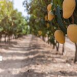 Busco chofer para finca de frutas tropicales
