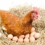 Se busca personal responsable para cuidado de gallinas ponedoras